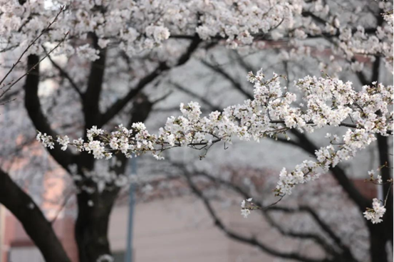 说明: //rcb.mclcp.com/__local/0/0E/1A/F90418D62B9F0009BCED62872C7_74EA8EE1_1382B8.png